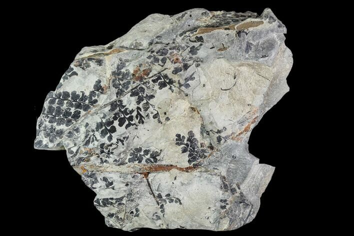 Pennsylvanian Fossil Fern (Sphenopteris) Plate - Kentucky #112935